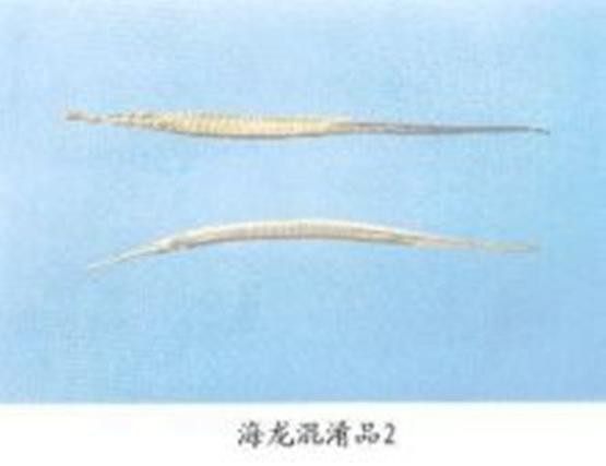 淡水海龍魚的圖片大全