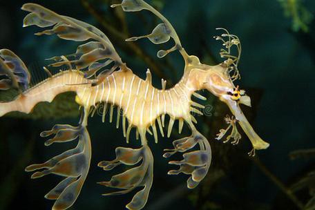 淡水海龍魚的圖片大全
