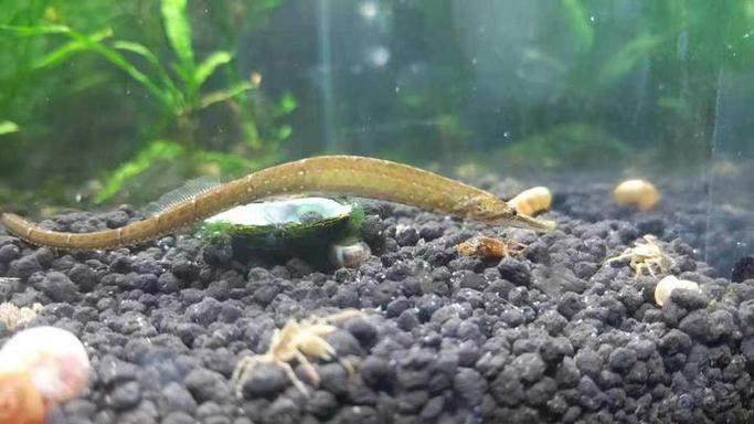 淡水海龍魚的圖片大全