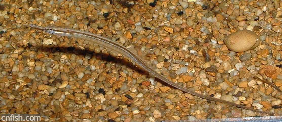 淡水海龍魚的圖片大全