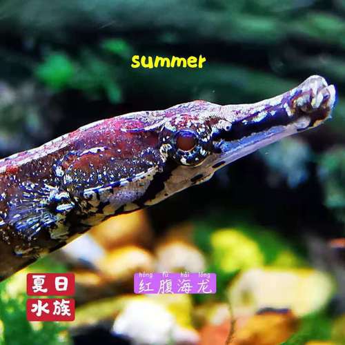 淡水海龍魚的圖片大全