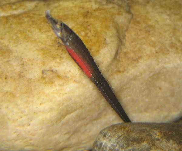 淡水海龍魚的圖片大全