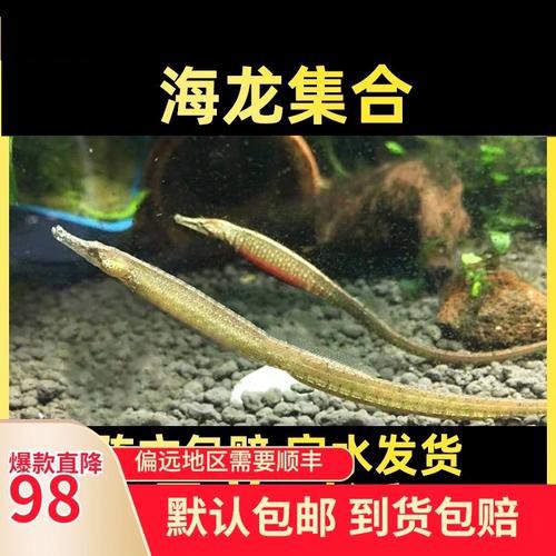淡水海龍魚的圖片大全