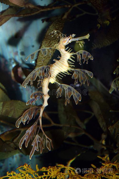 淡水海龍魚的圖片大全