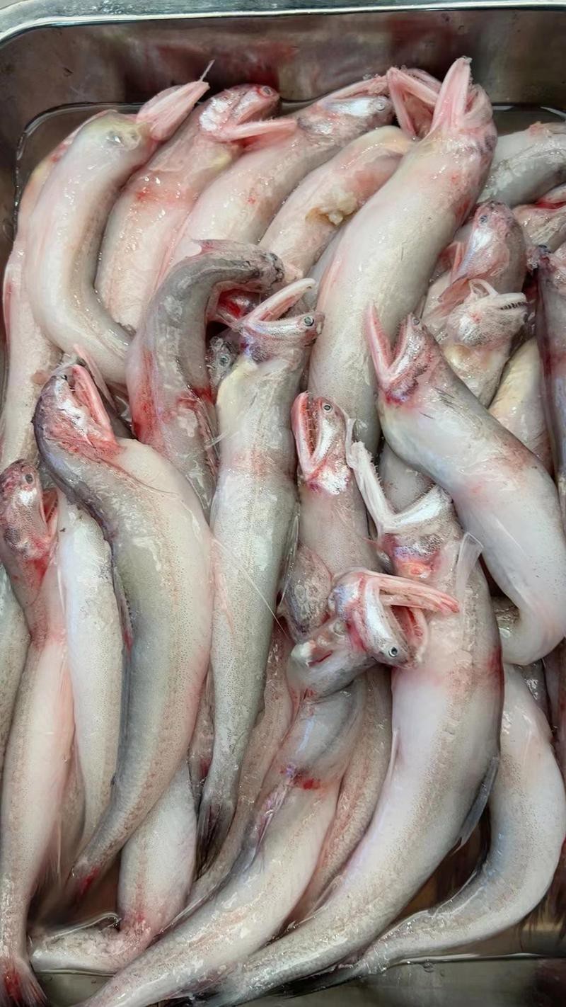 淡水海龍魚的圖片大全