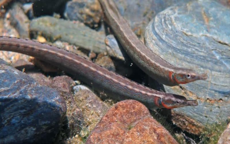 淡水海龍魚的圖片大全