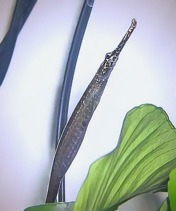 淡水海龍魚的圖片大全