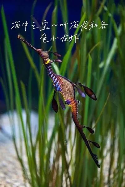 淡水海龍魚的圖片大全