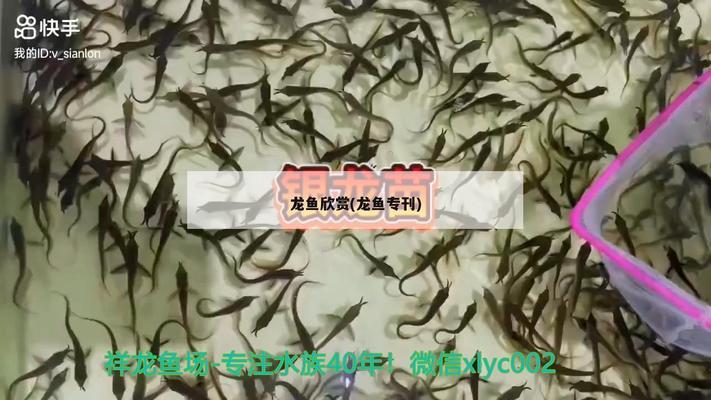 魚缸里養條黑魚好不好養（ 魚缸里面養黑魚）