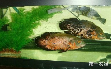 哈爾濱定制魚缸的地方電話號碼是多少 哈爾濱定制魚缸的地方電話號碼是多少啊 龍年龍魚 第2張 哈爾濱定制魚缸的地方電話號碼是多少 哈爾濱定制魚缸的地方電話號碼是多少啊 哈爾濱定制魚缸的地方電話號碼是多少 哈爾濱定制魚缸的地方電話號碼是多少啊 龍年龍魚 第2張