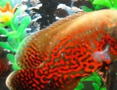 牛人自制魚缸過濾器水管（ 自制魚缸過濾水裝置） 牛人自制魚缸過濾器水管（ 自制魚缸過濾水裝置） 印尼大湖漁場產業聯盟 第2張