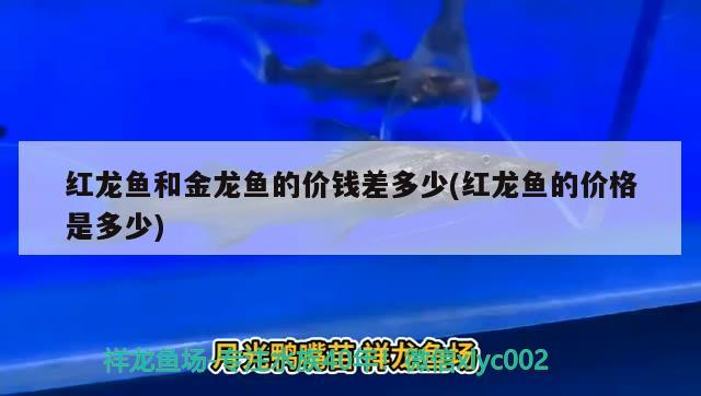 大連家具市場新福玉魚店 全國水族館企業(yè)名錄 第2張 大連家具市場新福玉魚店 大連家具市場新福玉魚店 全國水族館企業(yè)名錄 第2張