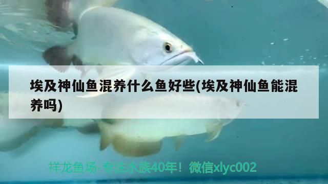 揭陽龍魚魚缸專賣店：揭陽龍魚魚缸，打造水族藝術(shù)的完美殿堂