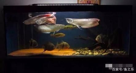 龍魚陪什么魚好養活，龍魚與哪些魚類搭配飼養最為適宜