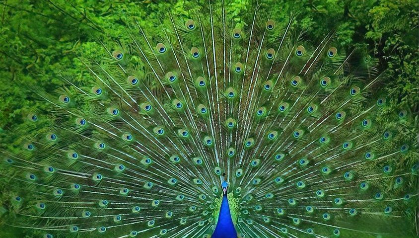 孔雀最保佑三個(gè)生肖，《孔雀最保佑三個(gè)生肖》 孔雀最保佑三個(gè)生肖，《孔雀最保佑三個(gè)生肖》 龍魚百科 第5張