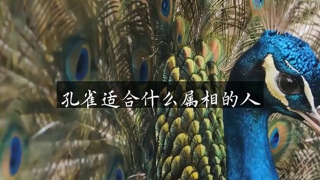 孔雀最保佑三個(gè)生肖，《孔雀最保佑三個(gè)生肖》 孔雀最保佑三個(gè)生肖，《孔雀最保佑三個(gè)生肖》 龍魚百科 第3張