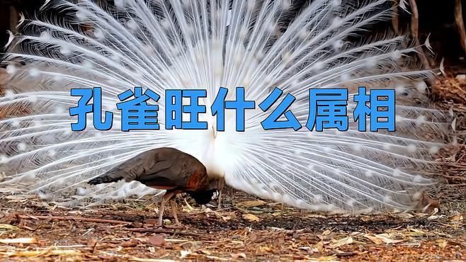 孔雀最保佑三個(gè)生肖，《孔雀最保佑三個(gè)生肖》 孔雀最保佑三個(gè)生肖，《孔雀最保佑三個(gè)生肖》 龍魚百科 第1張