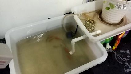 虹吸原理的歷史演變：虹吸原理在魚缸中的應用