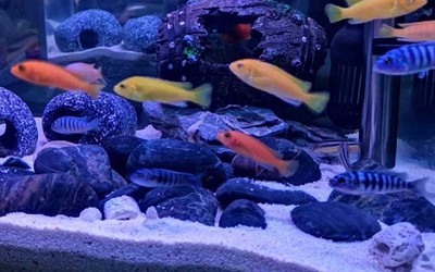 蘭州二手魚缸市場地址電話多少（ 蘭州二手魚缸轉(zhuǎn)讓）