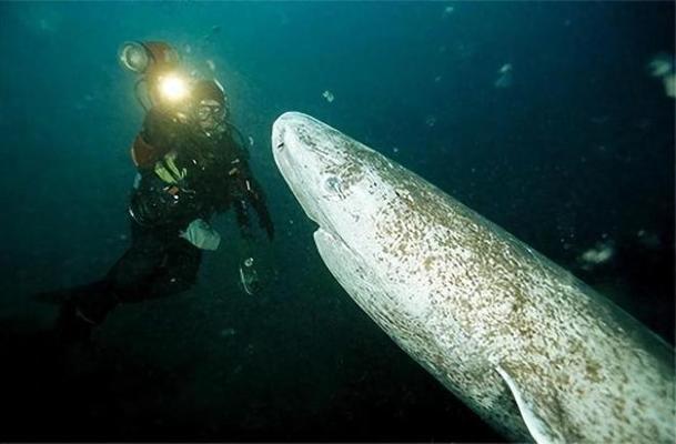 龍魚可以和三間鼠混養嗎（ 龍魚和三間魚打架嗎）