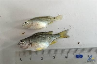 黃鰭鯧配龍魚可以嗎(黃鰭鯧可以與龍魚混養嗎?) 龍魚百科 第3張 黃鰭鯧配龍魚可以嗎(黃鰭鯧可以與龍魚混養嗎?) 黃鰭鯧配龍魚可以嗎(黃鰭鯧可以與龍魚混養嗎?) 龍魚百科 第3張