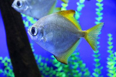 黃鰭鯧配龍魚可以嗎(黃鰭鯧可以與龍魚混養嗎?) 龍魚百科 第5張 黃鰭鯧配龍魚可以嗎(黃鰭鯧可以與龍魚混養嗎?) 黃鰭鯧配龍魚可以嗎(黃鰭鯧可以與龍魚混養嗎?) 龍魚百科 第5張