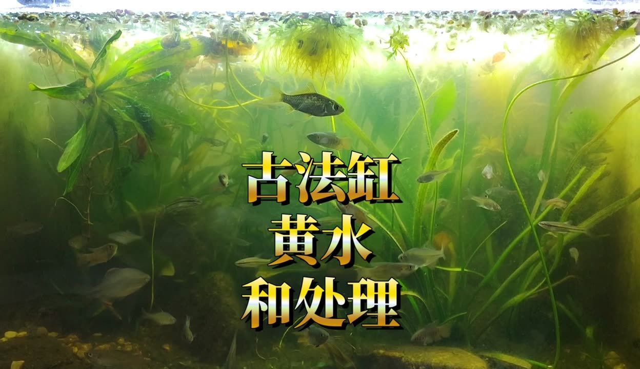魚缸的水發(fā)黃怎么辦怎么變清（魚缸水發(fā)黃怎么辦）