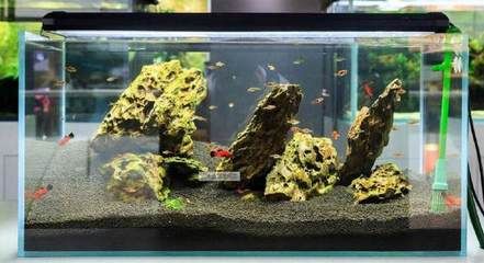 魚缸的水發(fā)黃怎么辦怎么變清（魚缸水發(fā)黃怎么辦）