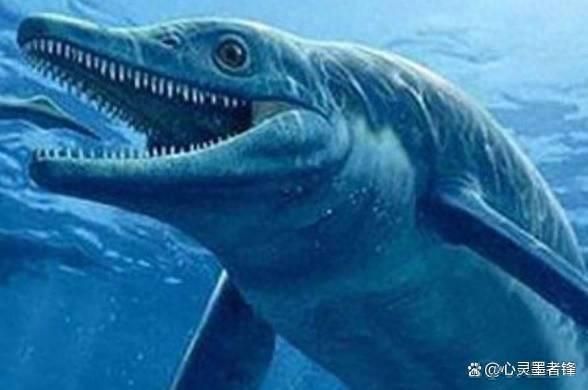 世界上最大龍魚排名（世界上最大的龍魚排名）