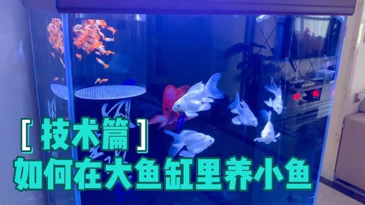 大魚缸養小魚視頻：大魚缸中養小魚的關鍵點：通過這些方法，可以成功養小魚