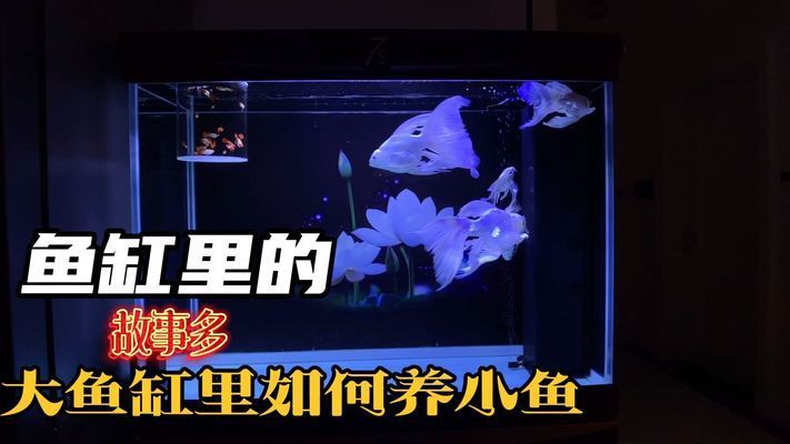 大魚缸養小魚視頻：大魚缸中養小魚的關鍵點：通過這些方法，可以成功養小魚