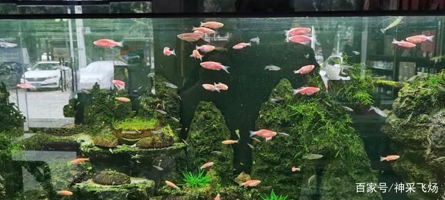 大魚缸養小魚視頻：大魚缸中養小魚的關鍵點：通過這些方法，可以成功養小魚