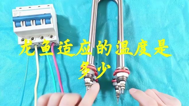 龍魚需要一年四季加溫嗎視頻