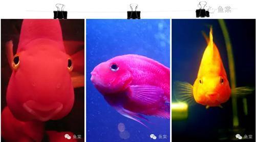 紅龍魚開始發(fā)色是什么樣的狀態(tài)（ 紅龍魚發(fā)色前兆）