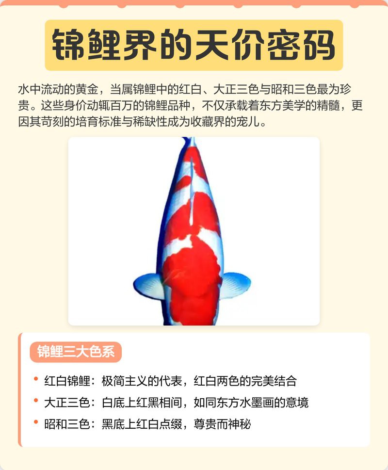 七紋鯉什么顏色最貴，七紋鯉七紋鯉的色彩密碼：玄墨青金\