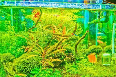 紅龍魚缸背景圖選擇什么顏色，紅龍魚缸內(nèi)植物搭配技巧紅龍魚缸內(nèi)植物搭配技巧