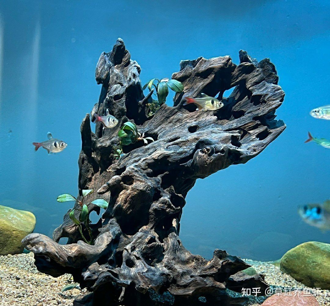 過濾魚缸的水質管理：養魚水質管理全攻略了解如何科學管理魚缸水質是養魚成功的關鍵