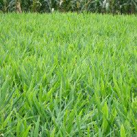 魟和鰩怎么區(qū)分