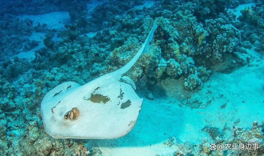 魟和鰩怎么區(qū)分