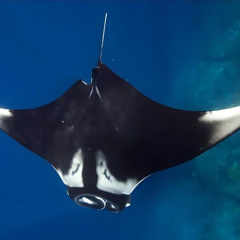 魟和鰩怎么區(qū)分