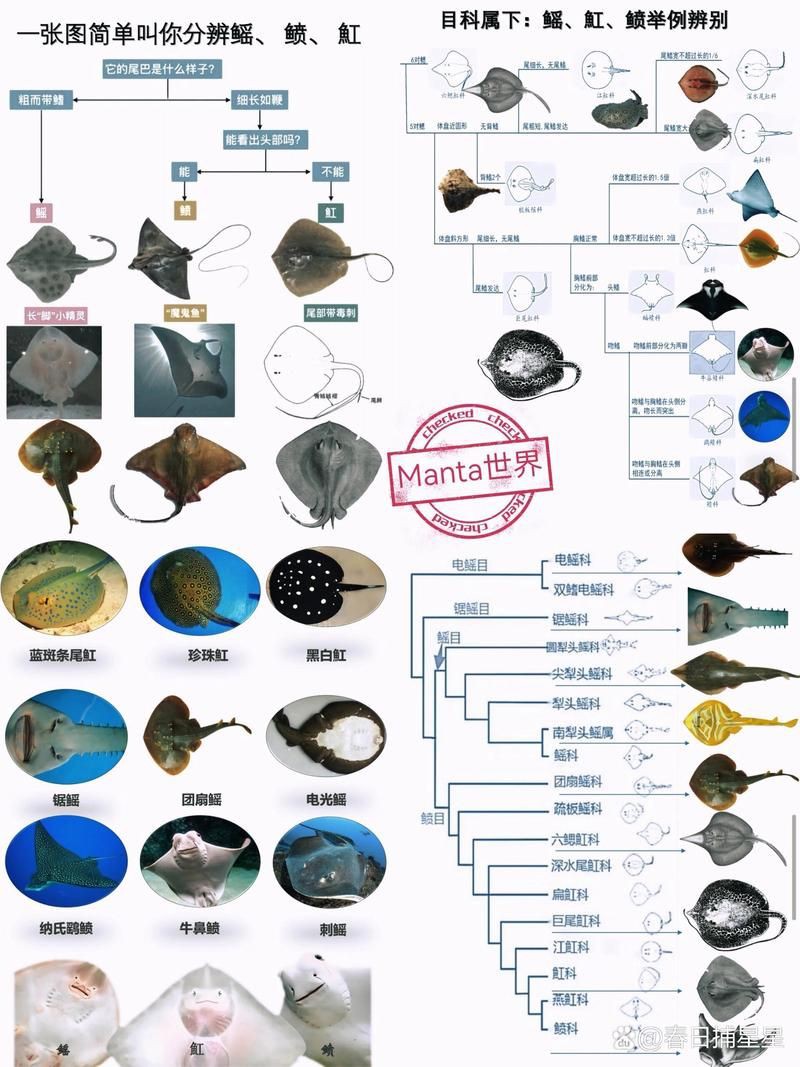 魟和鰩怎么區(qū)分