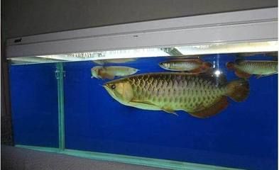 龍魚(yú)缸PH值6.0的影響及調(diào)整方法（當(dāng)龍魚(yú)缸的ph值為6.0時(shí)需要注意以下幾點(diǎn)）