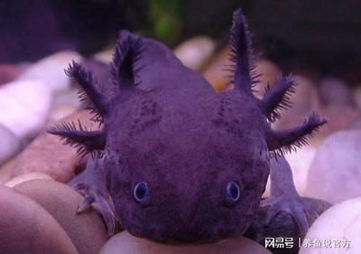 六角恐龍魚缸的最佳水草，六角恐龍魚缸水質管理方法