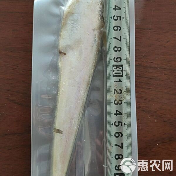 河刀魚多少一斤