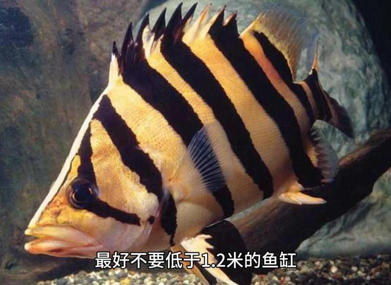 虎魚泡藥可以看出來嗎 虎魚泡藥可以看出來嗎 龍魚論壇 第5張