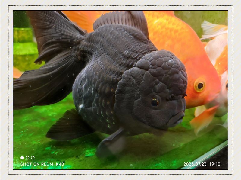 虎魚泡藥可以看出來嗎 虎魚泡藥可以看出來嗎 龍魚論壇 第7張