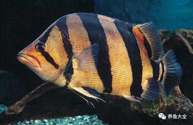 虎魚泡藥可以看出來嗎 虎魚泡藥可以看出來嗎 龍魚論壇 第1張