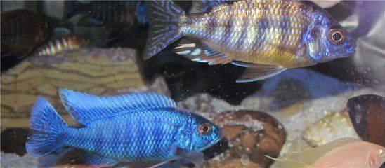給魚缸加氧的方法：如何給魚缸加氧