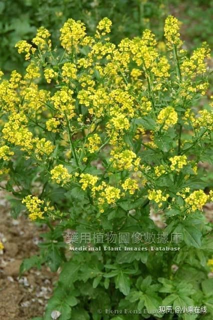 紅芥子好還是黃芥子好 龍魚論壇 第2張 紅芥子好還是黃芥子好 紅芥子好還是黃芥子好 龍魚論壇 第2張
