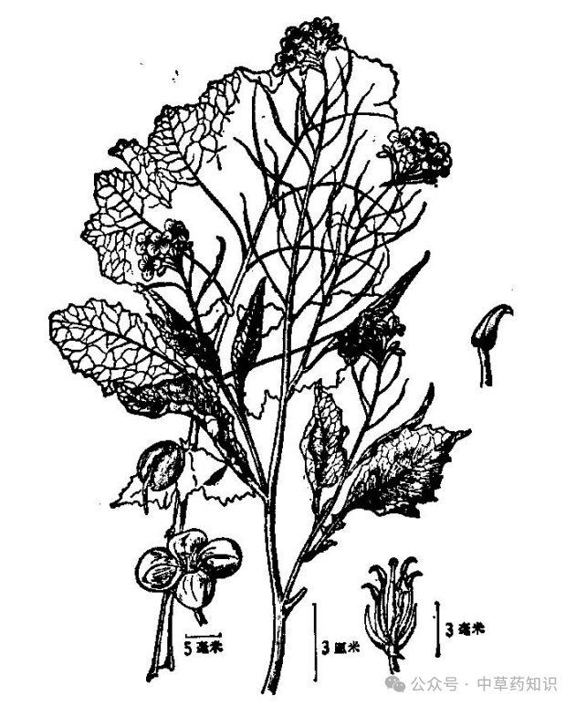 紅芥子好還是黃芥子好 龍魚論壇 第1張 紅芥子好還是黃芥子好 紅芥子好還是黃芥子好 龍魚論壇 第1張